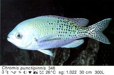 Chromis punctipinnis